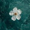 carpediem_021311