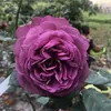 anhnguyen71176