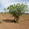 nesc102