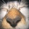 peps1_m4n