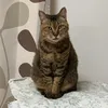 3negoto