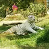 stiger80