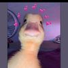 amanygamal332