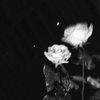 rfiii___