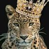 usernameam172085
