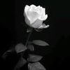 aloa_80