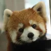 mamo_519