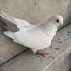 user4b6dk0qlnp