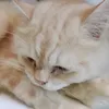 foxstic