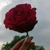 dyzlyblvajno