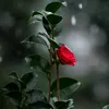 carmen.65_