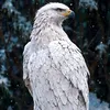 ziadsurchy223