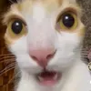 .hyeinaviotitanic
