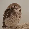 redspeedy7