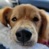 bellaboobordercollie