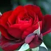 rosa89043