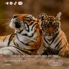 abelelias2