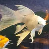 chienthancathoiloi