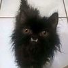 .magical.black.cat.8