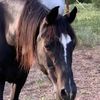 btheanimalrescuer508