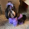 lulu__the__shihtzu