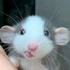 rata
