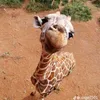 elleyalleyohgirl