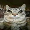 nghungtoichoinecontiktok