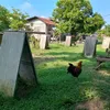 richardtrinidad16