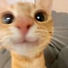 zulf4dhzli._