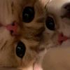 lyn_cimitt