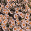 camomile_19