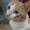 miipeste