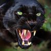 panther1954