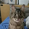 mortythegreatcatler