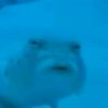 sus_fish8