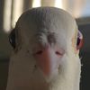 pigeonpartycity