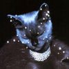 starbear696