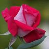 liaqat445588