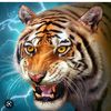 afgtiger335