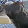 cesare_pusceddu