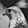hanouf_ar
