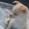 charliechihuahua2025
