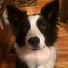 mut4ted_mutt