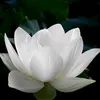 chanhthu844