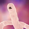 ancylostoma_duodenale0