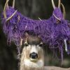 the.net.a.deer