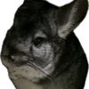 ratpoopies0