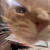 dramaticslut