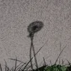 genziara052